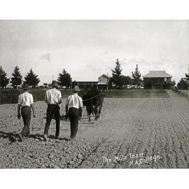 Three students walking behind a two-mule team working harrows in the Experimental Plots [Hawkesbury Agricultural College (HAC)]