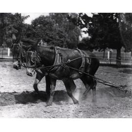Two mules harnessed and working in a paddock [Hawkesbury Agricultural College (HAC)]