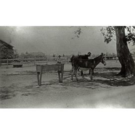 Two students in a yard with three unharnessed donkeys [Hawkesbury Agricultural College (HAC)]