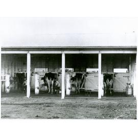 Two students milking cows by hand - there are four cows in the stalls of the open shed [Hawkesbury Agricultural College (HAC)]