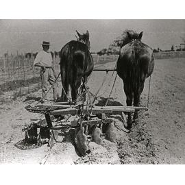 Two-mule team pulling a disc plough - a student standing to one side [Hawkesbury Agricultural College (HAC)]