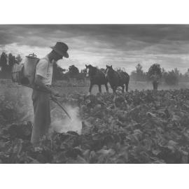 Vegetable garden - Cultivating & dusting for insect pests in cauliflower beds [Hawkesbury Agricultural College (HAC)]