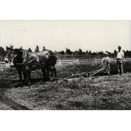 Woman working a two-mule team pulling a plough, a man stands offside [Hawkesbury Agricultural College (HAC)]