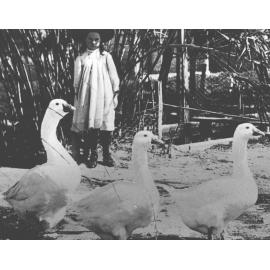 Young girl, in smock and large brimmed hat, watching several Dutch geese [Hawkesbury Agricultural College (HAC)]