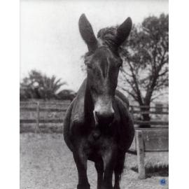 Donkey in a yard (close-up) [Hawkesbury Agricultural College (HAC)]