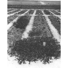 Experimental Plots: Grass garden [Hawkesbury Agricultural College (HAC)]