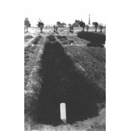 Experimental Plots: Grass garden [Hawkesbury Agricultural College (HAC)]