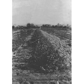 Experimental Plots: Grass garden, looking towards Main Drive and Main Building (top left) [Hawkesbury Agricultural College (HAC)]
