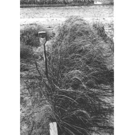 Experimental Plots: Row of grass [Hawkesbury Agricultural College (HAC)]