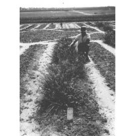 Experimental Plots: Student examining plants [Hawkesbury Agricultural College (HAC)]
