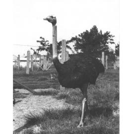 Ostrich (close up) in a yard [Hawkesbury Agricultural College (HAC)]