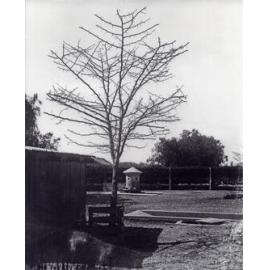 Piggery - Pig yard showing the feeding silo and trough [Hawkesbury Agricultural College (HAC)]