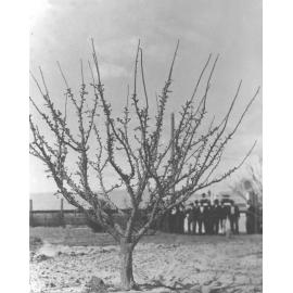 Plum tree west of Western wing of Quadrangle [Hawkesbury Agricultural College (HAC)]