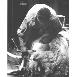 Shearing Shed (interior) - Student shearing with mechanical shears [Hawkesbury Agricultural College (HAC)]