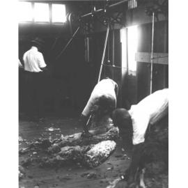 Shearing Shed (interior) - Students shearing sheep with mechanical shears [Hawkesbury Agricultural College (HAC)]