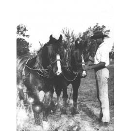 Student patting a horse in a two-horse team [Hawkesbury Agricultural College (HAC)]