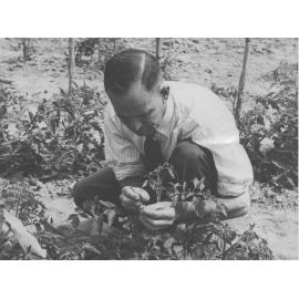 Staff member or visitor (?) inspecting staked tomatoes in a garden plot [Hawkesbury Agricultural College (HAC)]