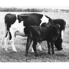 Calf and mother - the calf is a Brahman x Friesian cross, born 13 May 67 [Hawkesbury Agricultural College (HAC)]