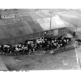 Dairy herd at rear of bails [Hawkesbury Agricultural College (HAC)]