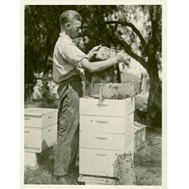 H Graham Smith working at a bee hive [Hawkesbury Agricultural College (HAC)]