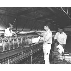 Inside a large poultry shed - male students placing laying hens in wire cages, female student recording the procedures [Hawkesbury Agricultural College (HAC)]