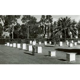 N Cutts, apiarist [Hawkesbury Agricultural College (HAC)]