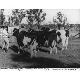 Students holding three cows - 'Hawkesbury Jewel Bonnie' (7 years), 'Hawkesbury Fond Princess' (13 years) and 'Hawkesbury Countess Voyageur 2nd' [Hawkesbury Agricultural College (HAC)]