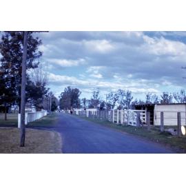 Bull Yards [Hawkesbury Agricultural College] - Photo 168