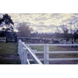 Dairy Herd [Hawkesbury Agricultural College] - Photo 171