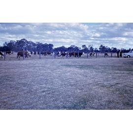 Beef Herd [Hawkesbury Agricultural College] - Photo 172