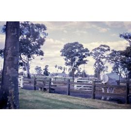 Horse Yards [Hawkesbury Agricultural College] - Photo 175