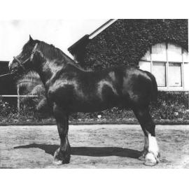 Horse - Clydesdale stallion ‘Royal Warden’ standing outside the Main Building [Hawkesbury Agricultural College (HAC)]