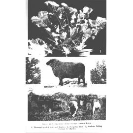 Sheep and vegetables - Composite of five photos from NSW Agricultural Gazette [Hawkesbury Agricultural College (HAC)]