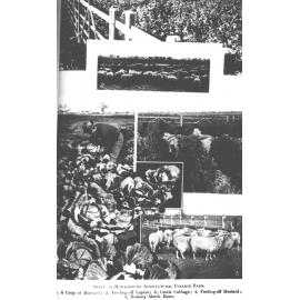 Sheep and vegetables - Composite of five photos from NSW Agricultural Gazette [Hawkesbury Agricultural College (HAC)]