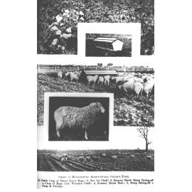 Sheep and vegetables - Composite of five photos from NSW Agricultural Gazette [Hawkesbury Agricultural College (HAC)]