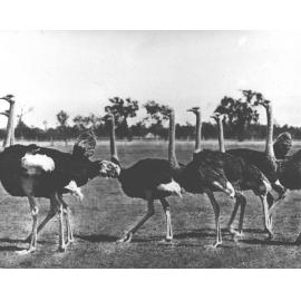 Ostriches in an open field [Hawkesbury Agricultural College (HAC)]