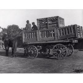 Pigs - Shipment of pig crates en-route to the railway station for the Northern Territory [Hawkesbury Agricultural College (HAC)]