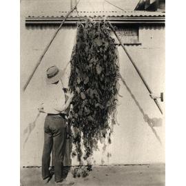 A student examining harvested vetch plant [Hawkesbury Agricultural College (HAC)]