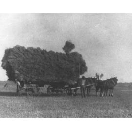 A student loading hay onto a wagon using a pitching fork [Hawkesbury Agricultural College (HAC)]