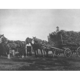 A student sitting on top of a loaded hay wagon holding the reins of a three-horse team [Hawkesbury Agricultural College (HAC)]