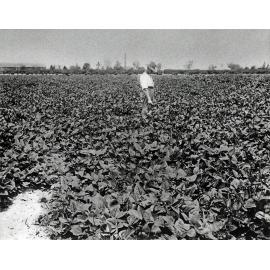 A student standing in a paddock of cow peas [Hawkesbury Agricultural College (HAC)]