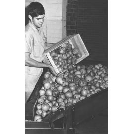 Student tipping pears into a boxed-in chute ready for processing [Hawkesbury Agricultural College (HAC)]