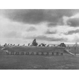 Empire Day - Students dressed up - The Catalhopper [Hawkesbury Agricultural College (HAC)]