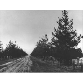 College Avenue - Ferguson Ave, College Farm [Hawkesbury Agricultural College (HAC)]
