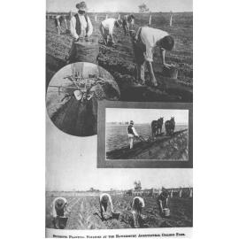 Students planting potatoes at the College farm (composite photograph) [Hawkesbury Agricultural College (HAC)]