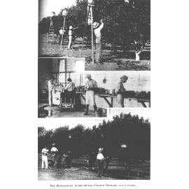 Orchard and Cannery (composite photograph) [Hawkesbury Agricultural College (HAC)]