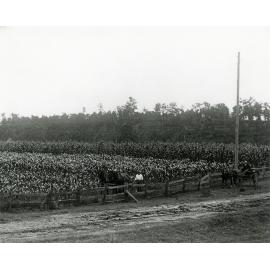 Crop (maize?) on River Farm - sulky and horse drawn plough [Hawkesbury Agricultural College (HAC)]