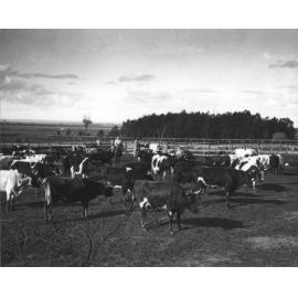 Dairy herd of dexter crossbreeds - man on horseback in holding paddock [Hawkesbury Agricultural College (HAC)]
