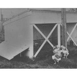 Egg laying competition double house [Hawkesbury Agricultural College (HAC)]