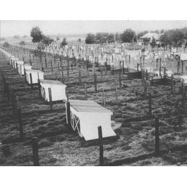 Poultry - Egg laying competition pens [Hawkesbury Agricultural College (HAC)]